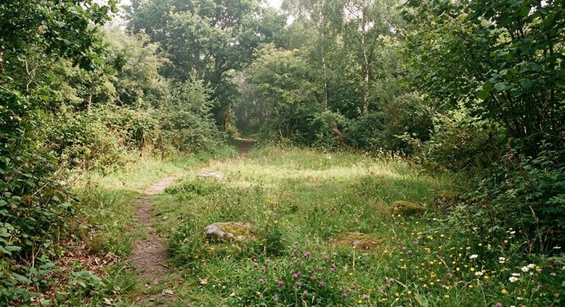 Terrain Clearing in Katy, TX
