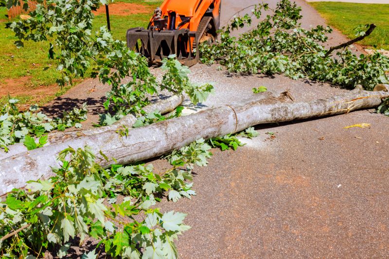 Apple Tree Removal in Montgomery County, PA