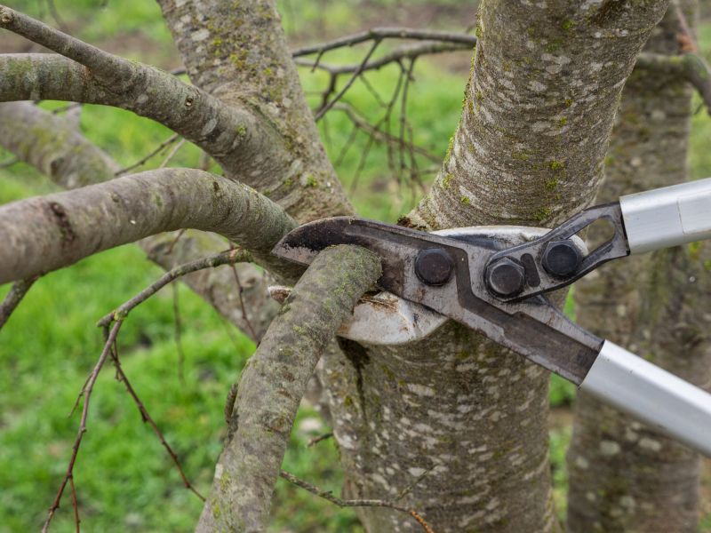Birch Tree Pruning in Reno, NV