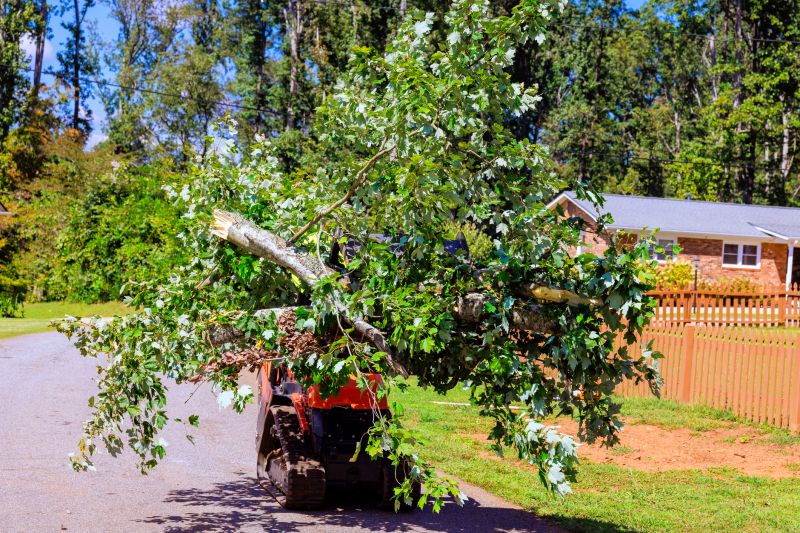 Cedar Tree Removal