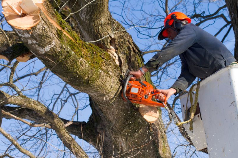 Cedar Tree Removal