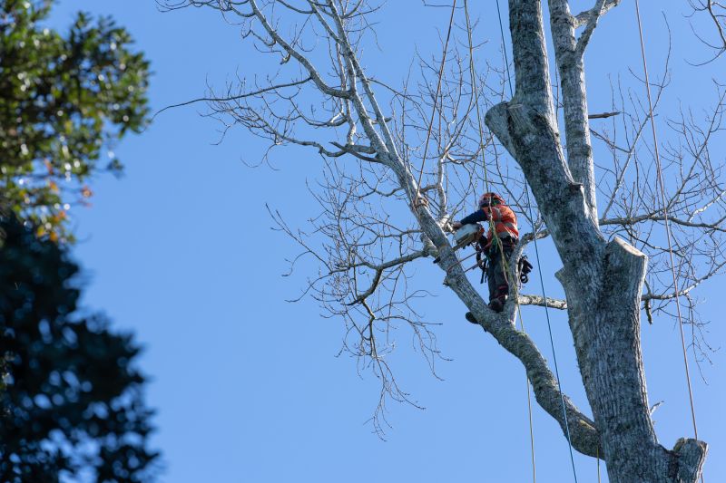 Spring Tree Pruning