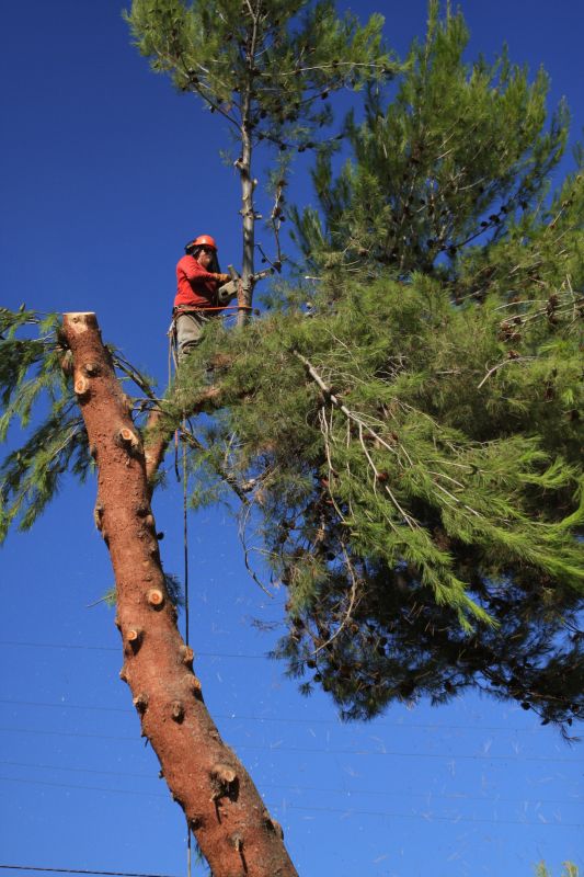 Removing Large Cedar Trees