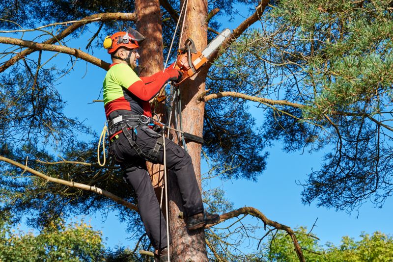 Professional Tree Services