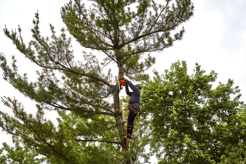 Cedar Tree Removal Equipment
