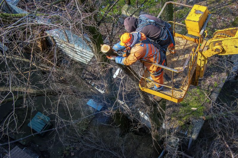 Cedar Tree Removal in Progress