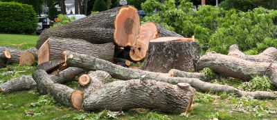 Cypress Tree Removal in Montgomery County, PA