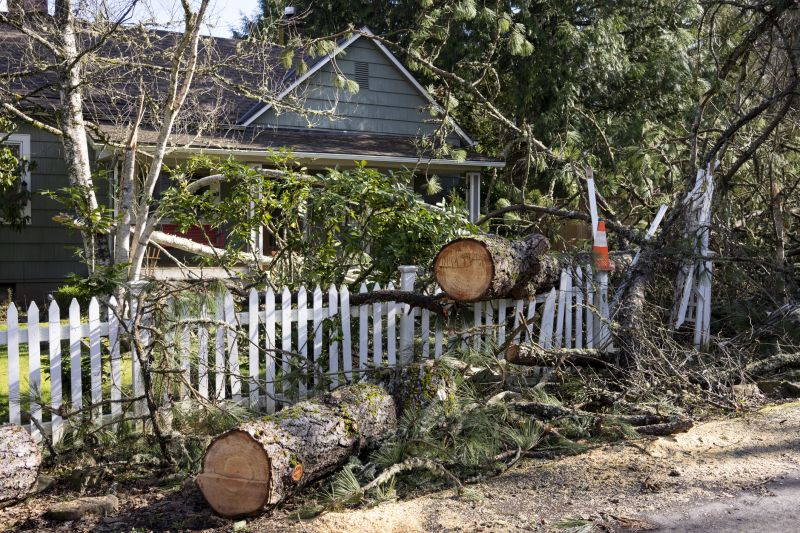 Elm Tree Removal in Duluth, MN