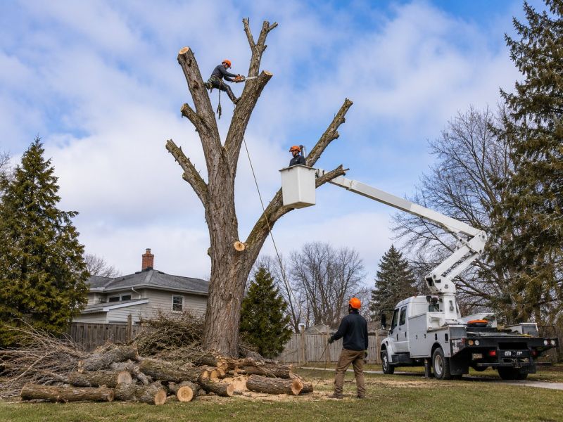 Emergency Tree Removal in Bucks County, PA