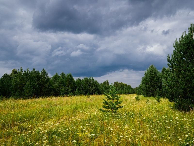Lakefront Property Clearing in Cumming, GA
