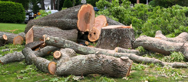 Mimosa Tree Removal in Doylestown, PA