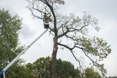 Products For Cedar Tree Removals in use