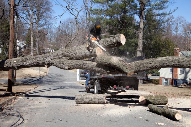 Spruce Tree Removal in Montgomery County, PA