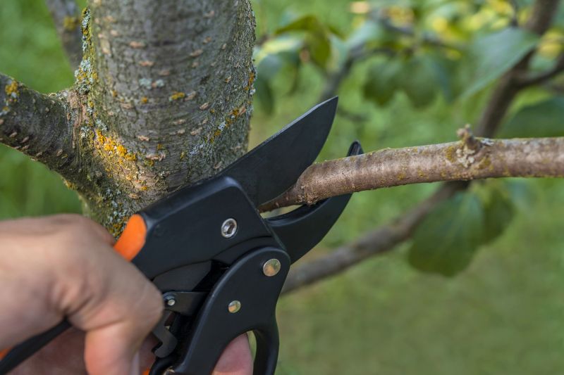 Willow Tree Removal in Aiken, SC