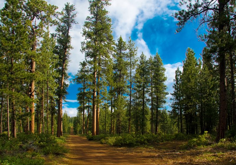 Eliminates disease and pests that affect surrounding trees and plants.